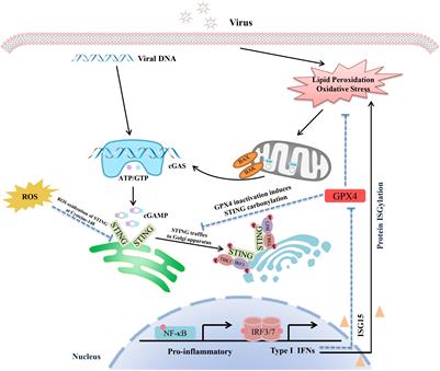 The cGAS-STING pathway in viral infections: a promising link between inflammation, oxidative stress and autophagy